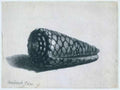 Rembrandt Cone Shell Conus Marmoreus A4 Photo Print