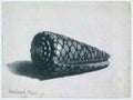 Rembrandt Rembrandt Cone Shell Conus marmoreus A4 Photo Print