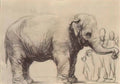 Rembrandt an elephant 1637 Art A4 Photo Print