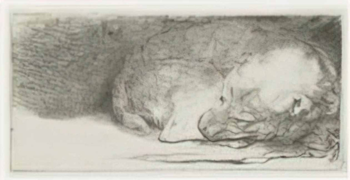 Rembrandt sleeping puppy 1640 Art A4 Photo Print