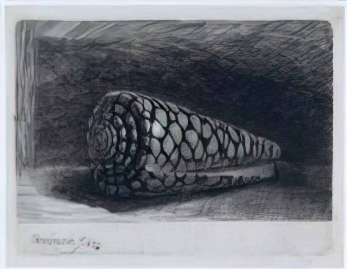 Rembrandt the shell conus marmoreus 1650 1 Art A4 Photo Print