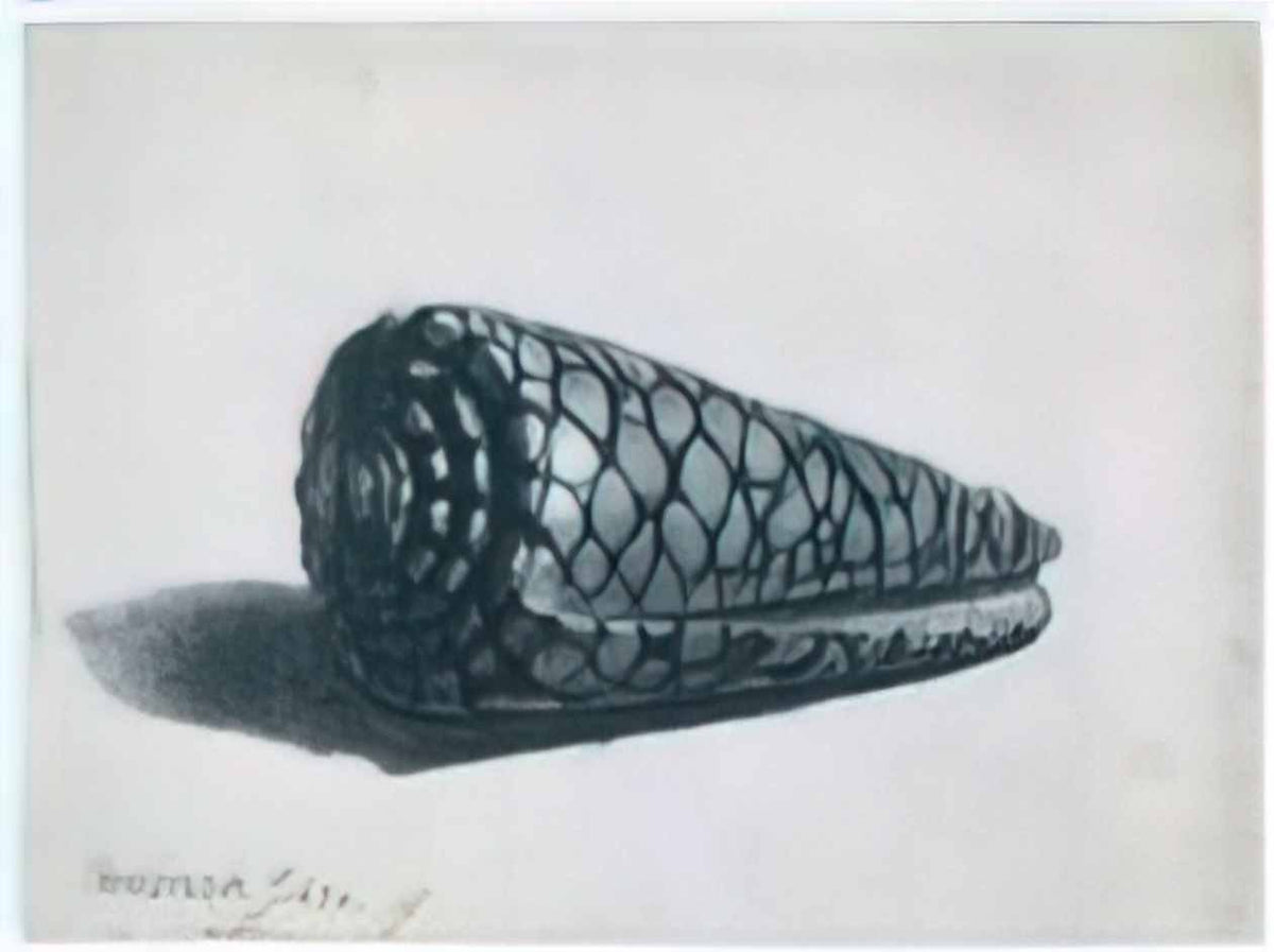 Rembrandt the shell conus marmoreus 1650 Art A4 Photo Print