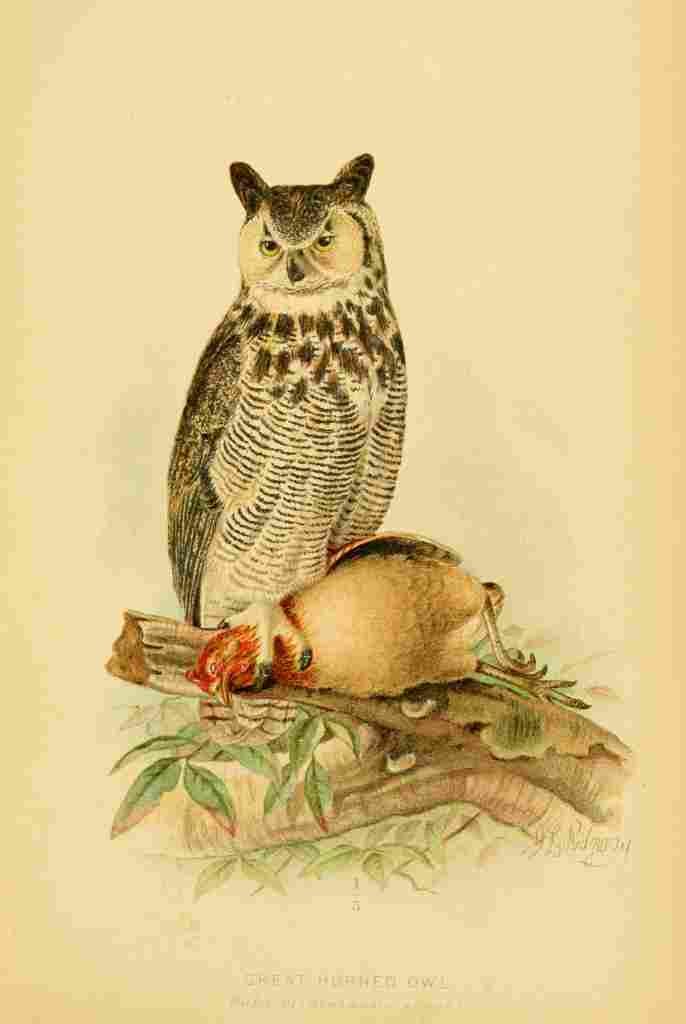 Ridgway JL 1859 1947 Hawks & Owls US 1893 Great Horned Owl A4 Photo Print