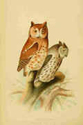 Ridgway JL 1859 1947 Hawks & Owls US 1893 Screech Owl A4 Photo Print