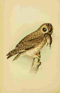 Ridgway JL 1859 1947 Hawks & Owls US 1893 Short eared Owl A4 Photo Print