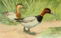 Ridgway JL Fisheries NY 1899 Canvasback Duck A4 Photo Print