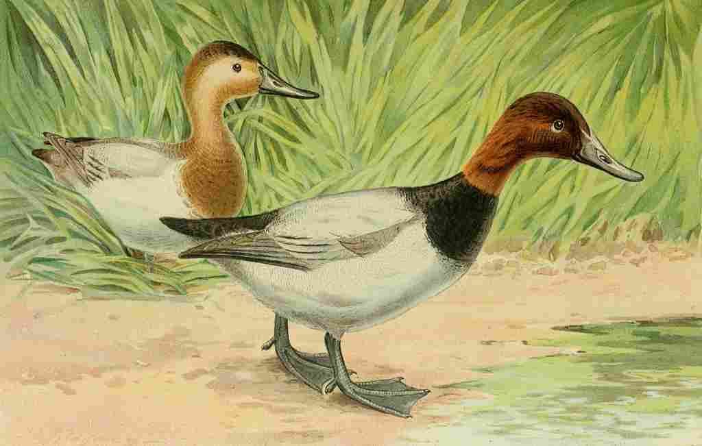Ridgway JL Fisheries NY 1899 Canvasback Duck A4 Photo Print