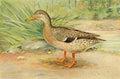 Ridgway JL Fisheries NY 1899 Mallard Female A4 Photo Print