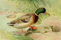 Ridgway JL Fisheries NY 1899 Mallard A4 Photo Print