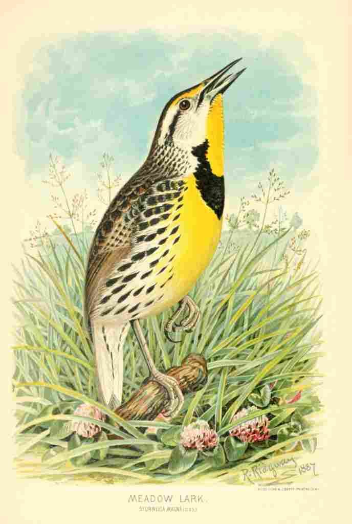 Ridgway R Illinois 1887 Meadow Lark A4 Photo Print
