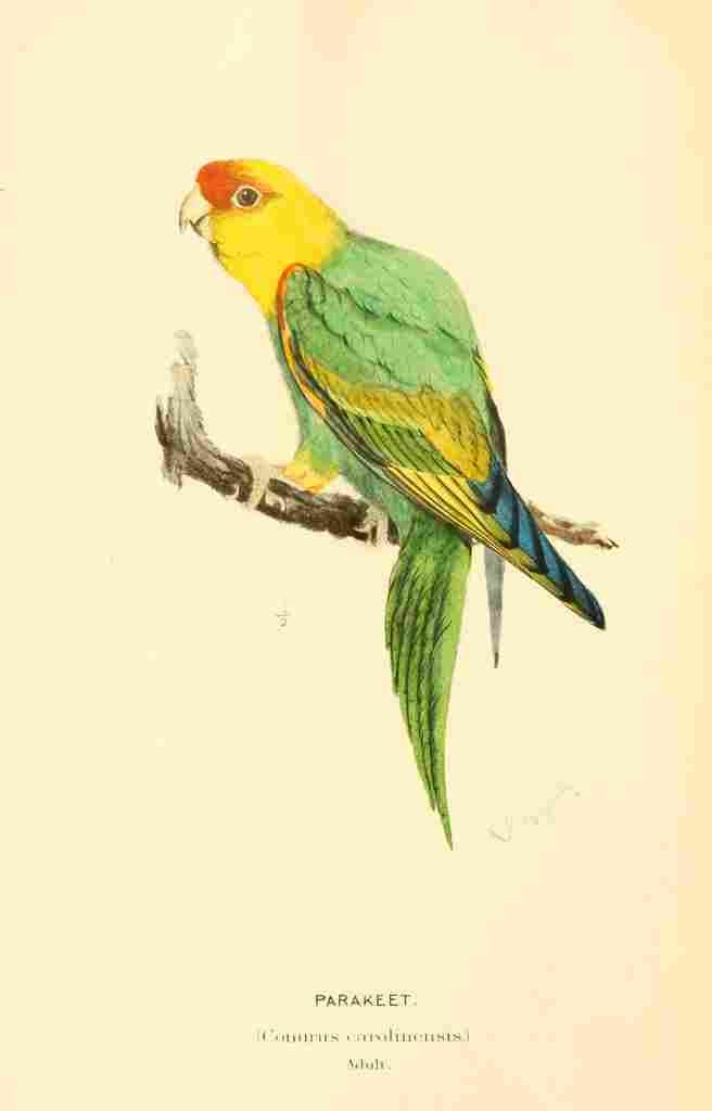 Ridgway Robert American Birds 1905 Parakeet A4 Photo Print