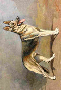 Rivst I The Story Dog 1939 German Shepherd A4 Photo Print