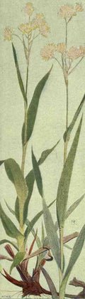 Robert Philippe 1881 1930 Alpine Flora 1911 Luzula Lutea A4 Photo Print