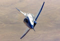 Rockwell Mbb X31 Technology Demonstrator United States 6 A4 Photo Print