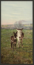 Rocky Mountain Canaries Vintage A4 Photo Print