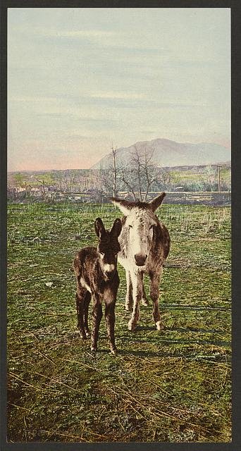 Rocky Mountain Canaries Vintage A4 Photo Print