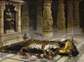Romualdo Locatelli honoring the tiger Art A4 Photo Print