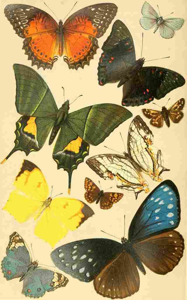 Royal Natural History 1893 1896 Butterflies A4 Photo Print