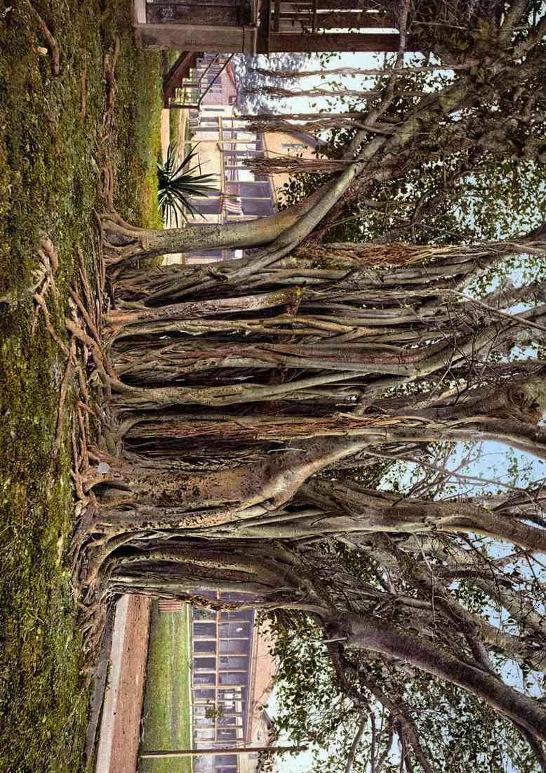 Rubber tree in the US barracks Key West 18066u A4 Photo Print