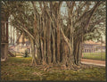 Rubber tree in the US barracks Key West Vintage A4 Photo Print