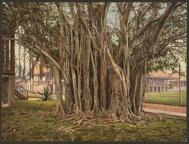 Rubber tree in the US barracks Key West Vintage A4 Photo Print