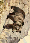 Rungius Carl 1869 1959 Brehms Tierleben 1911 Grizzly Bear A4 Photo Print