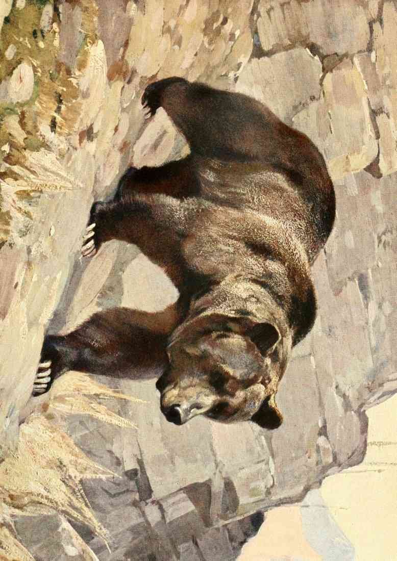 Rungius Carl 1869 1959 Brehms Tierleben 1911 Grizzly Bear A4 Photo Print