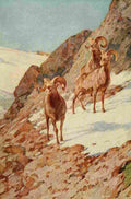 Rungius Carl 1917 Bighorn Sheep A4 Photo Print