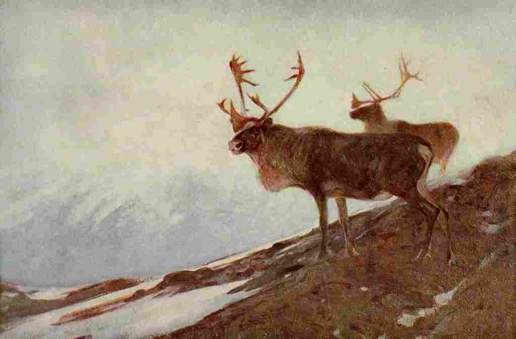 Rungius Carl 1917 Caribou A4 Photo Print