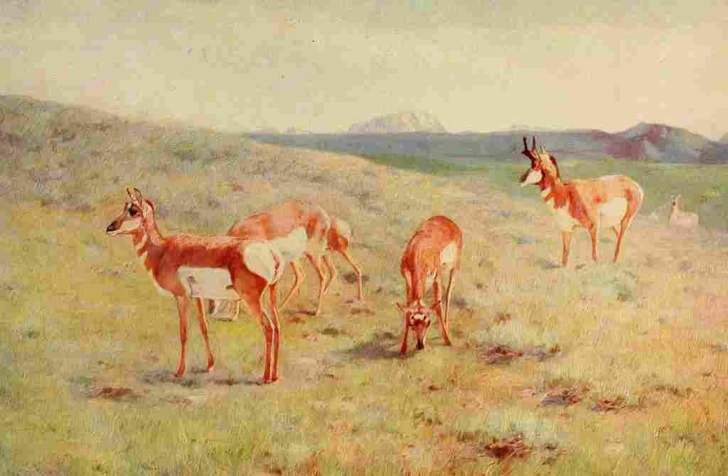 Rungius Carl 1917 Pronghorns A4 Photo Print