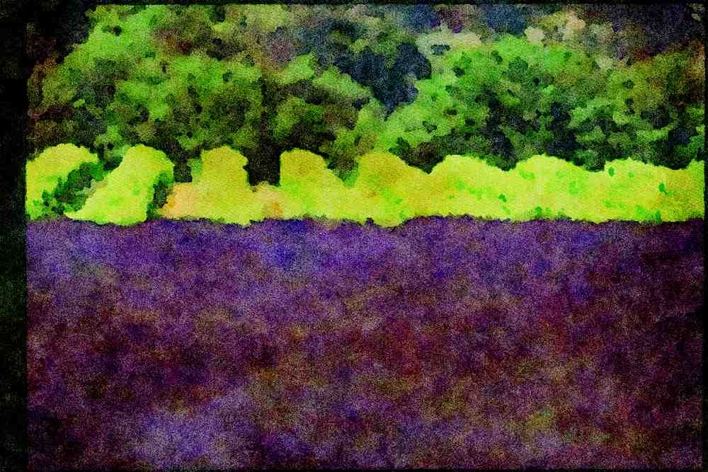 Rural Village France 174046 Lavender Field In A Vineyard Near Valensole A4 Limited Edition Watercolour Print