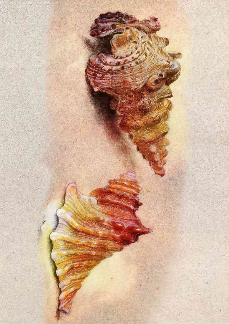 Ruskin John Study Of Two Shells 2 A4 Photo Print