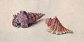 Ruskin John Study Of Two Shells A4 Photo Print