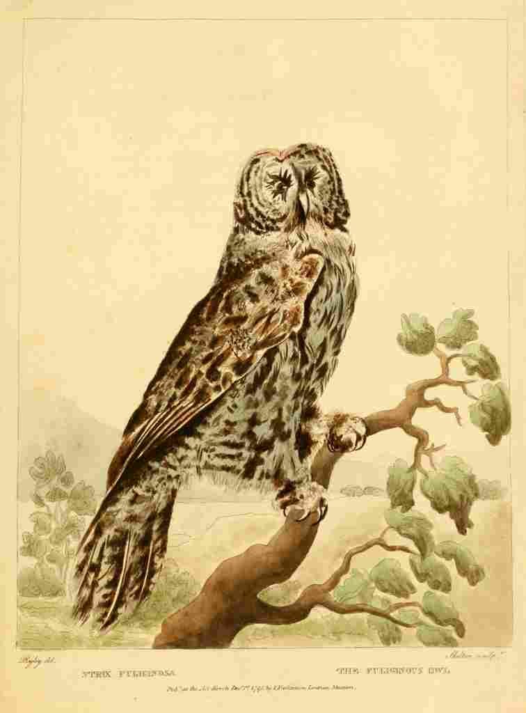 Ryley CR Explicatio 1792 Fuliginous Owl A4 Photo Print