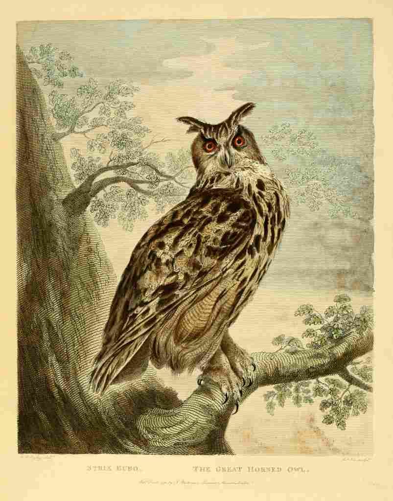 Ryley CR Explicatio 1792 Great Horned Owl A4 Photo Print