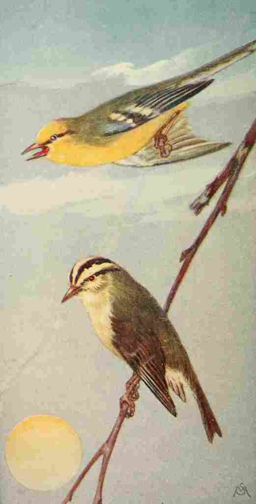 S Mathews 1921 Bl wngd & Wrm etng Warblers A4 Photo Print