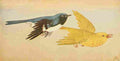 S Mathews 1921 Blk thrted & Ylw Warbler A4 Photo Print