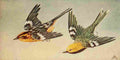 S Mathews 1921 Blkbrn & Grn Warblers A4 Photo Print