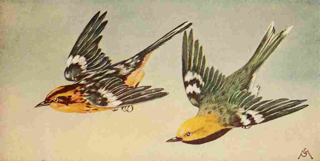 S Mathews 1921 Blkbrn & Grn Warblers A4 Photo Print