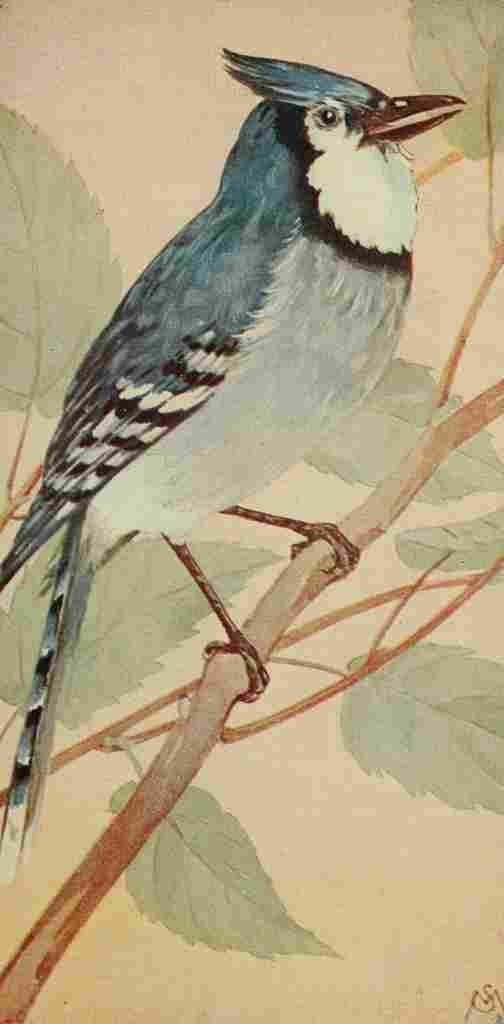 S Mathews 1921 Blue Jay A4 Photo Print