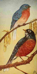 S Mathews 1921 Bluebird & Robin A4 Photo Print