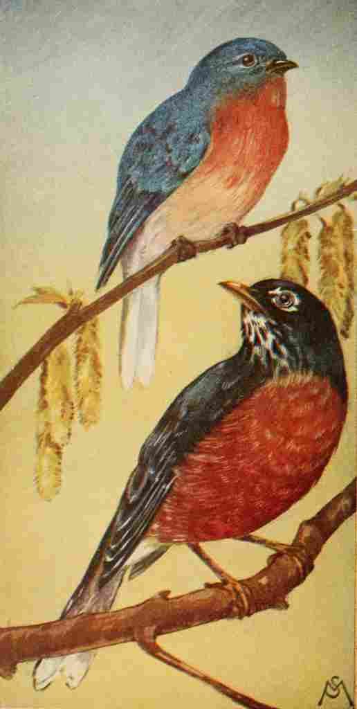 S Mathews 1921 Bluebird & Robin A4 Photo Print