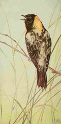 S Mathews 1921 Bobolink A4 Photo Print