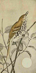 S Mathews 1921 Brown Thrasher A4 Photo Print