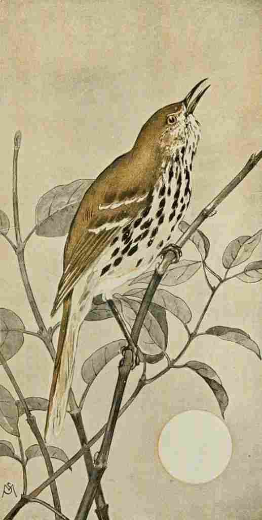 S Mathews 1921 Brown Thrasher A4 Photo Print