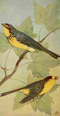 S Mathews 1921 Canadian & Wlsns Warbler A4 Photo Print