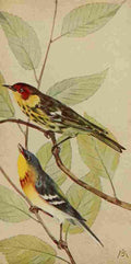 S Mathews 1921 Cape May & Perula Warblers A4 Photo Print