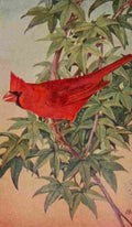 S Mathews 1921 Cardinal A4 Photo Print