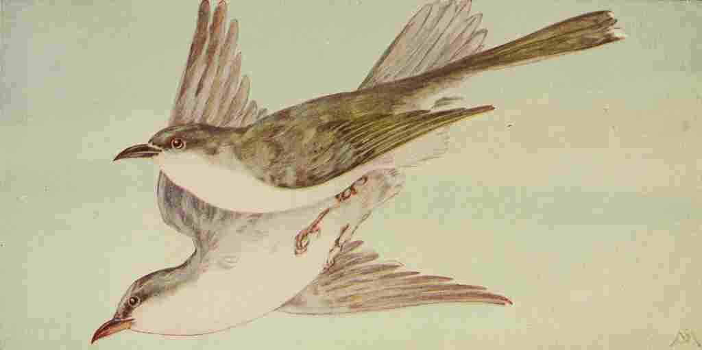S Mathews 1921 Cuckoos A4 Photo Print