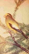 S Mathews 1921 Evening Grosbeak A4 Photo Print